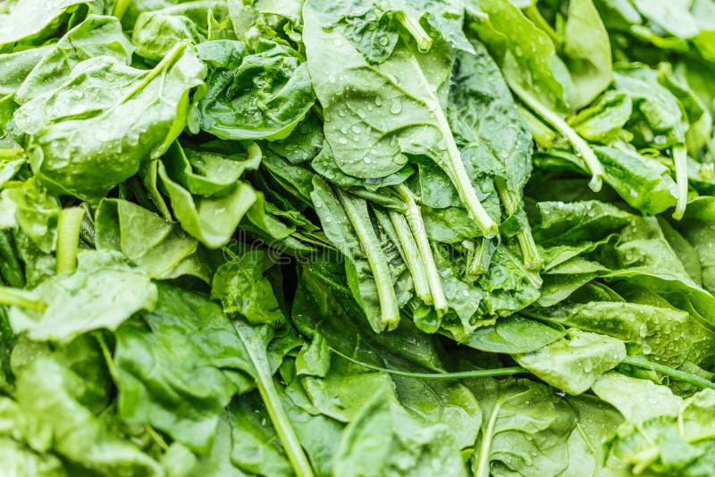 Fresh organic baby spinach stock photo. Image of nature - 146665760