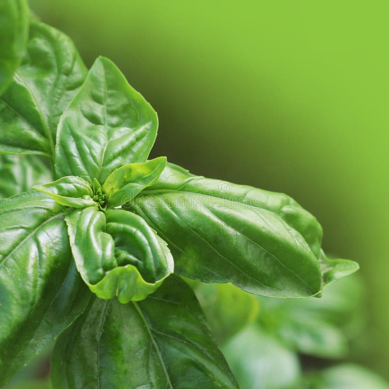 Fresh Organic Basil Plant Grows Up in Garden Stock Photo Image of