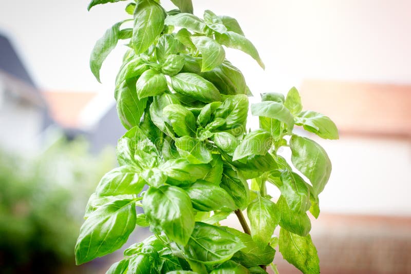 Fresh Organic Basil in Pot Closeup Stock Photo Image of basil, eating