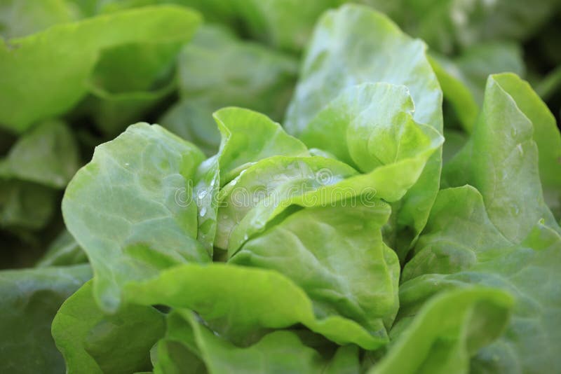 Fresh Organic Butterhead Lettuce on the Field Stock Photo Image of
