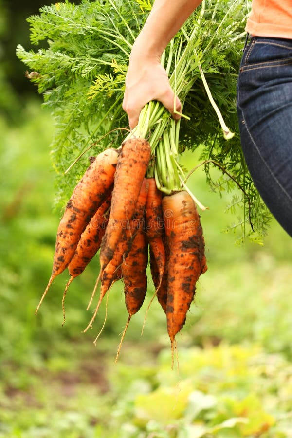 Fresh organic carrot royalty free stock photo
