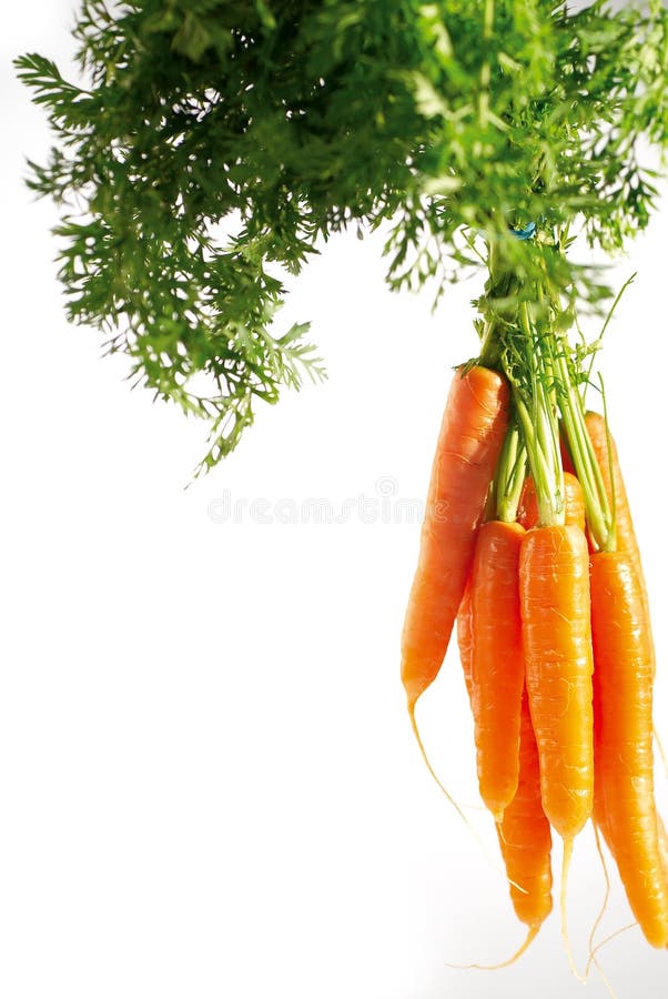 Fresh organic carrots stock images
