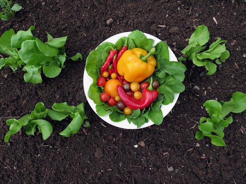 Fresh organic garden vegetables stock photo