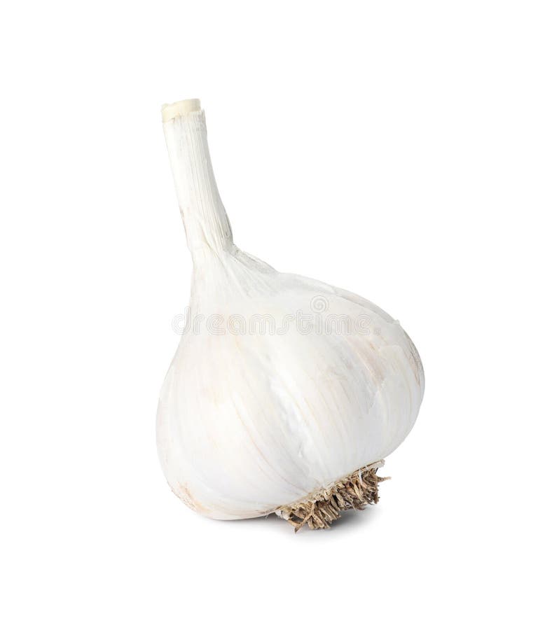 Fresh Organic Garlic Bulb on White Background Stock Image Image of
