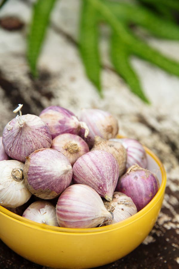 Organic garlic stock photo. Image of harvest, texture 27955414