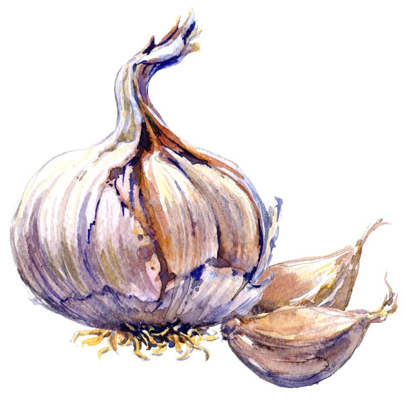 Fresh organic garlic cloves and bulb isolated, watercolor illustration on white