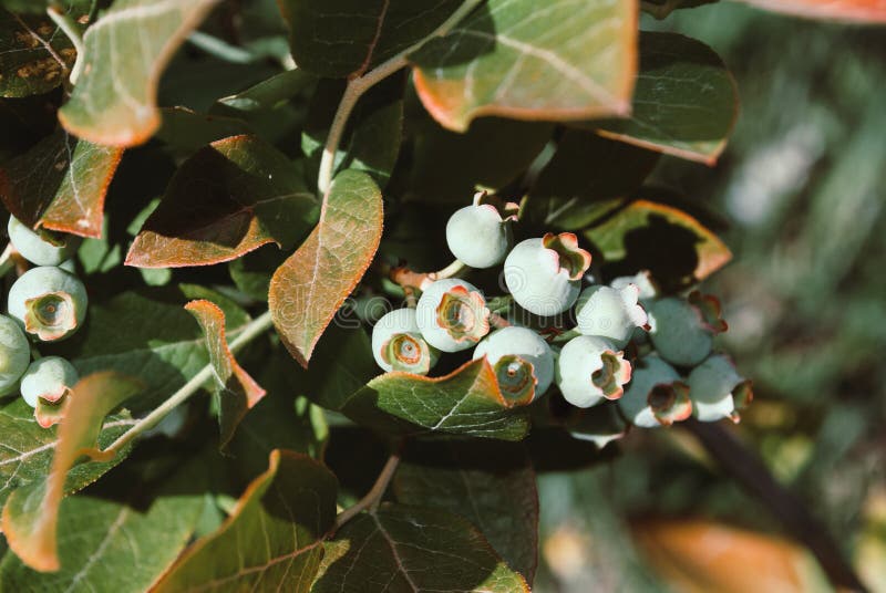 Fresh Organic Green Blueberries on the Bush. Close Up Stock Photo