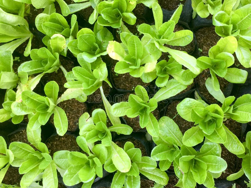 Fresh organic green salad vegetable farm. raw healthy veggies natural food background. top view stock images Fresh organic green salad vegetable farm. raw healthy veggies natural food background. top view stock images