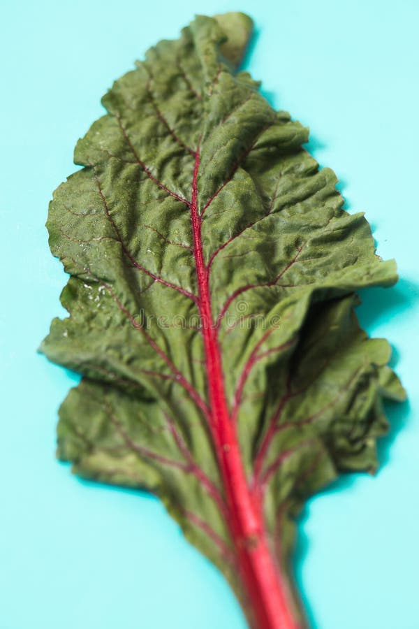 Fresh organic leaf beet, beetroot on blue background royalty free stock photography
