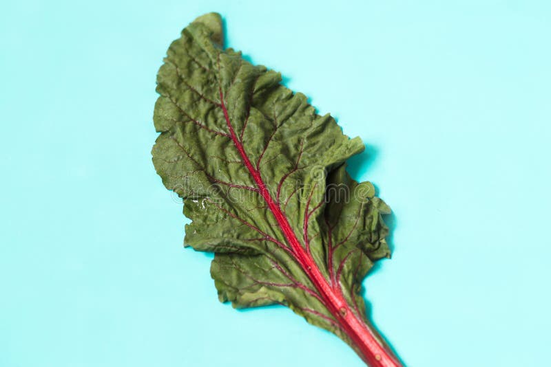 Fresh organic leaf beet, beetroot on blue background royalty free stock photography
