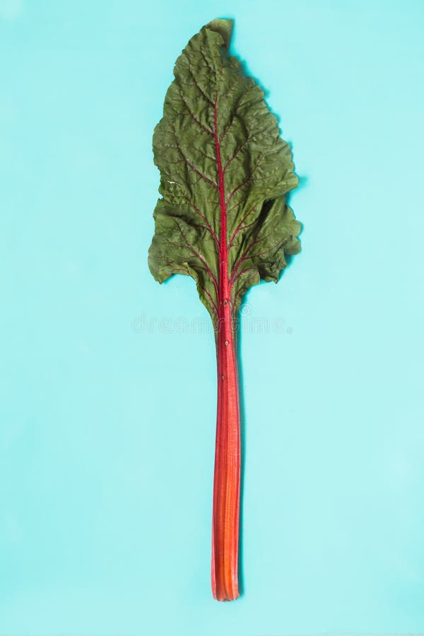 Fresh organic leaf beet, beetroot on blue background royalty free stock photo