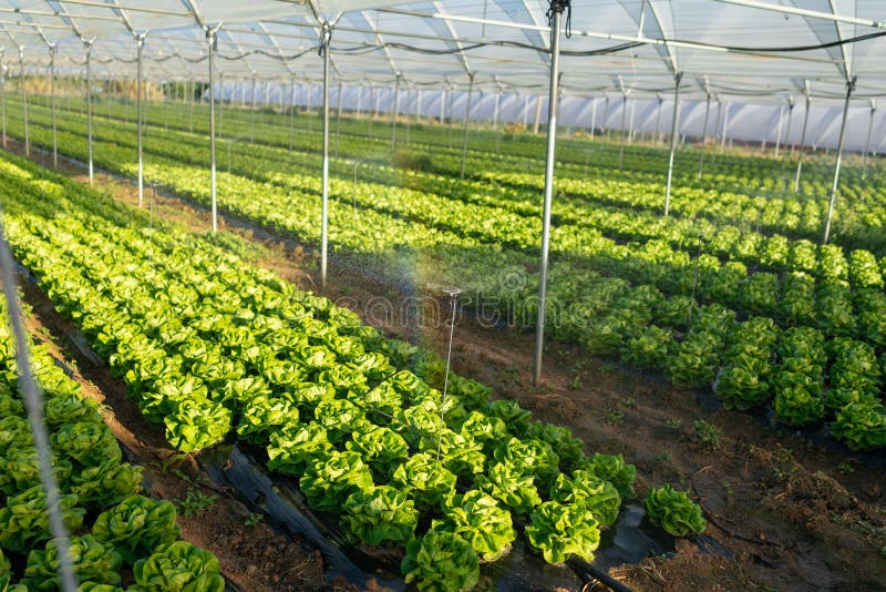 Fresh Organic Lettuce Seedlings in Greenhouse Outdoors Stock Image