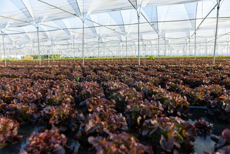 Fresh Organic Lettuce Seedlings in Greenhouse Outdoors Stock Photo