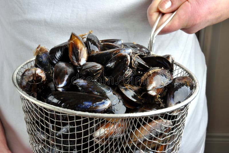 Fresh and Organic Mussel before Preparation Stock Image Image of