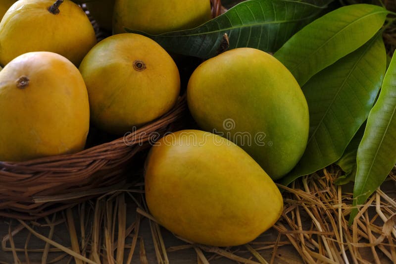 Fructe proaspete de mango coapte organice cu frunze royalty free stock photography