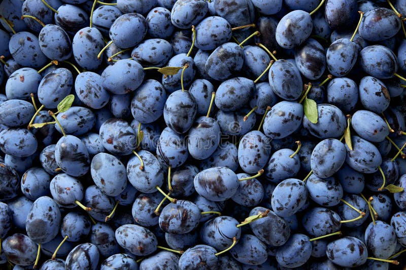 Fresh organic and ripe plum. royalty free stock images