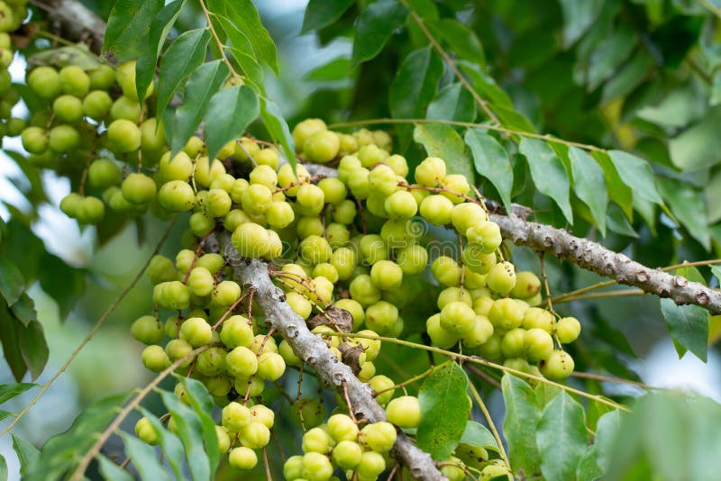 Fresh organic Star Gooseberry bunch Phyllanthus acidus fruit on tree stock images