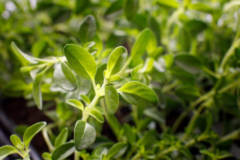 growing thyme growing thyme