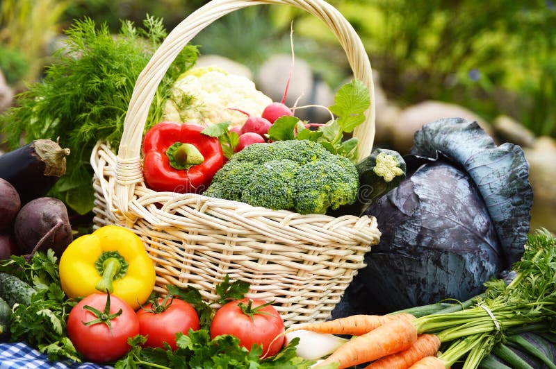 Fresh Organic Vegetables in Wicker Basket in the Garden Stock Photo