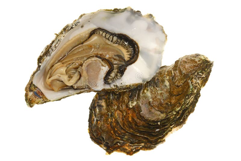 Fresh Oyster With Bivalve Shells. Bivalve shell stock images, royalty-free photos and pictures