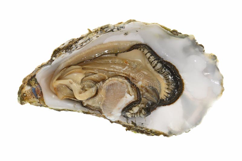 Fresh Oyster With Shell Isolated On White Background. Bivalve shell stock images, royalty-free photos and pictures