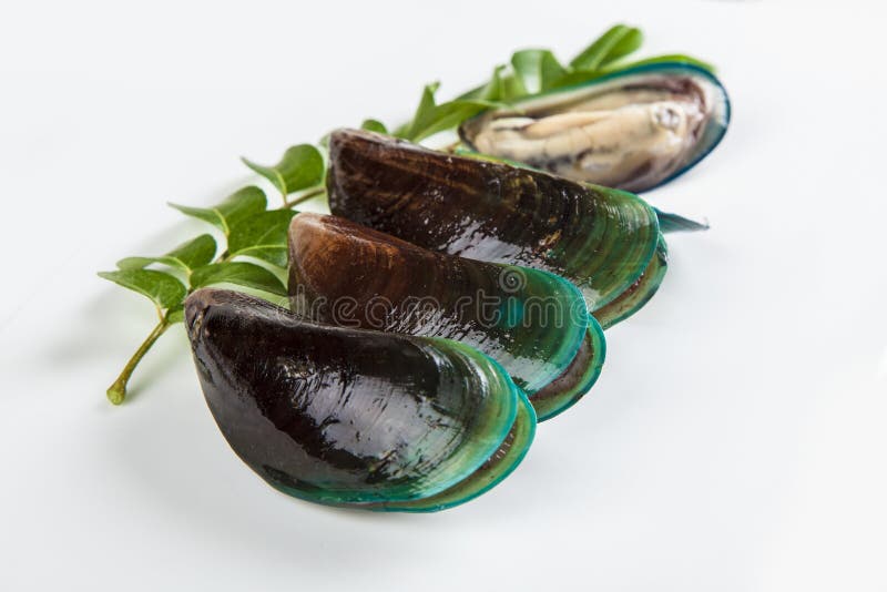 Fresh Oyster stock image