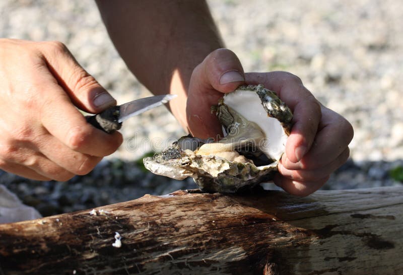 Fresh oyster held open royalty free stock photo