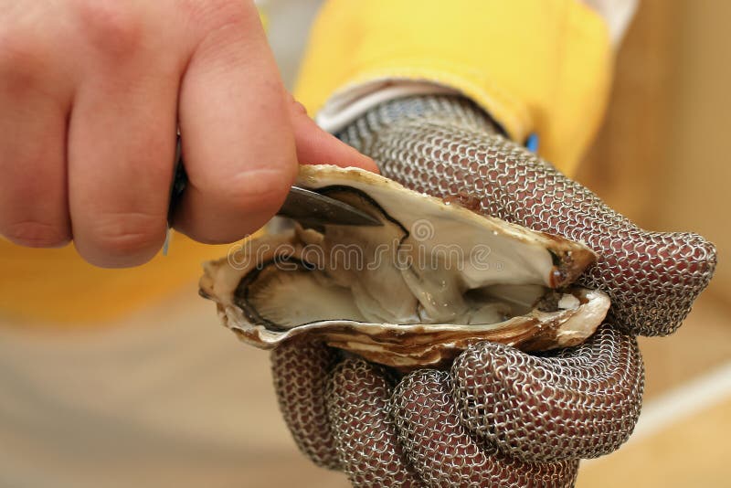 Fresh oyster held open with a oyster knife stock photography