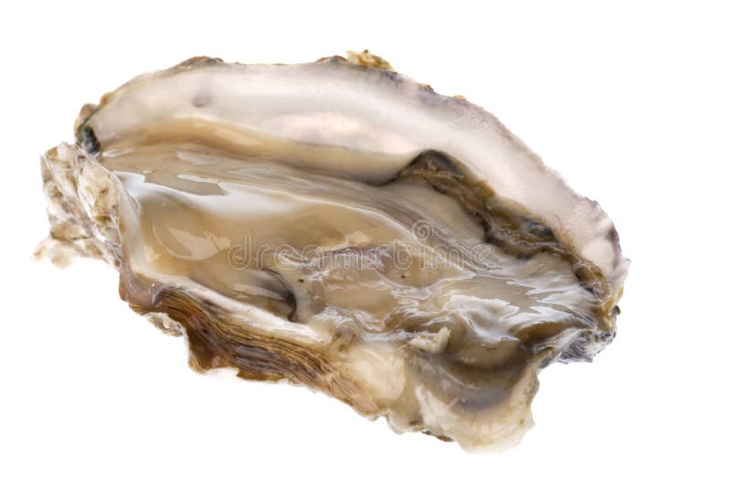Fresh Oyster Isolated royalty free stock photography