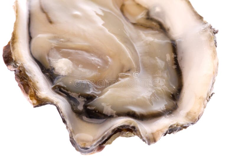 Fresh Oyster Isolated royalty free stock photos