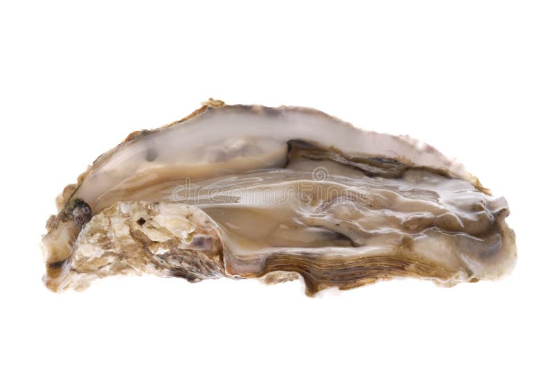 Fresh Oyster Isolated royalty free stock photo