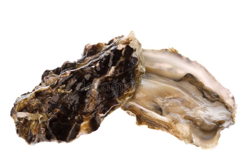 Fresh Oyster Isolated royalty free stock photography