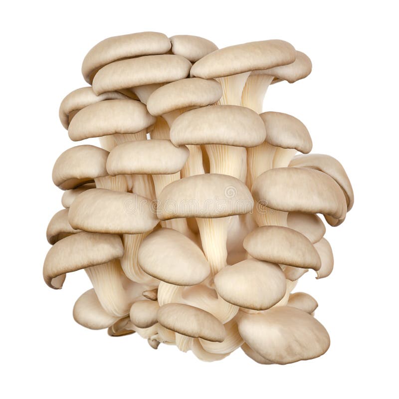 Cluster of fresh oyster mushrooms, front view, isolated, over white royalty free stock images