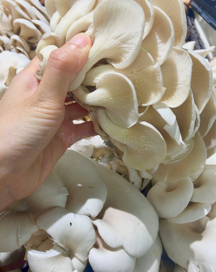 Fresh oyster mushroom in hand royalty free stock image