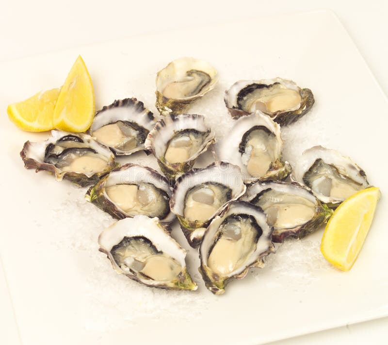 Fresh oysters stock photo. Image of slice, oysters, seafood 25132558