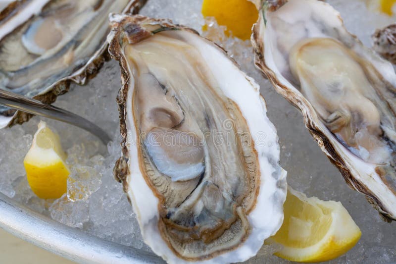 Fresh oysters on the halves of the shell are served in a plate with ice, lemons and sauce. The concept of healthy nutrition. Bivalve shell stock images, royalty-free photos and pictures