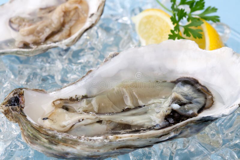 Fresh Oysters on Ice stock image