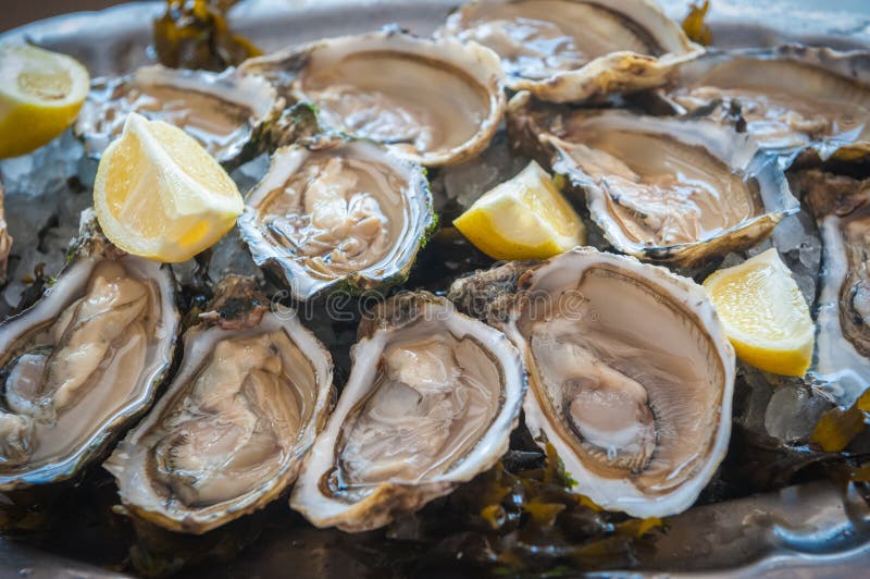 Fresh oysters royalty free stock images