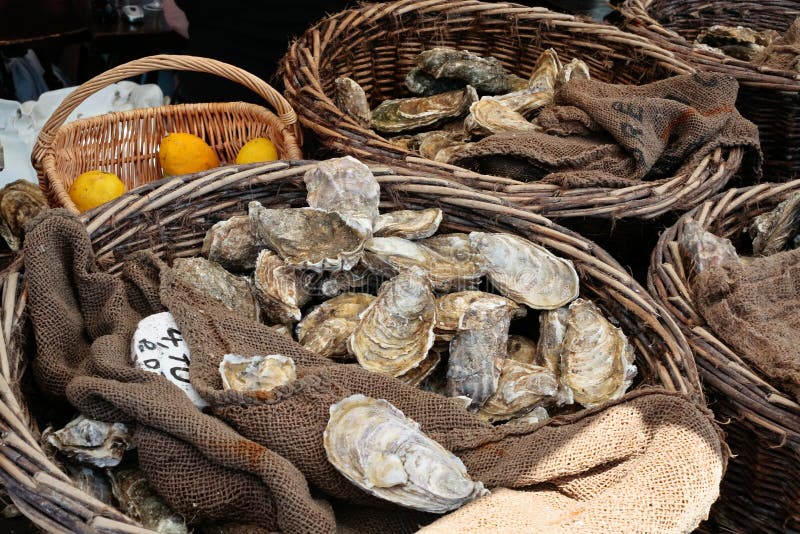 Download Fresh oysters at market stock photo. Image of select - 17899194