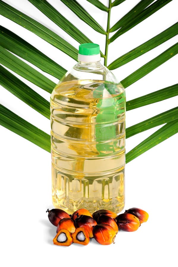 Fresh Palm Oil Seeds and Cooking Oil with Leaf Stock Photo Image of freshness, vegetable 26471460
