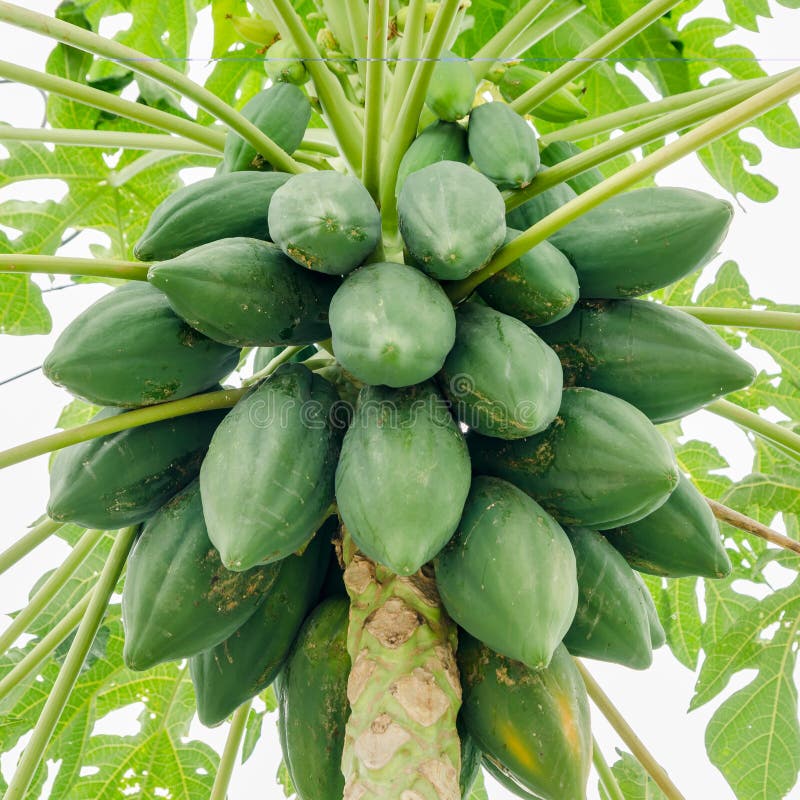 Fresh Papaya Tree with Bunch of Fruits on White Background Stock Image