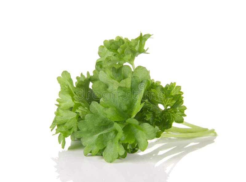 Fresh parsley stock image. Image of flavor, food, houseplant 16019413