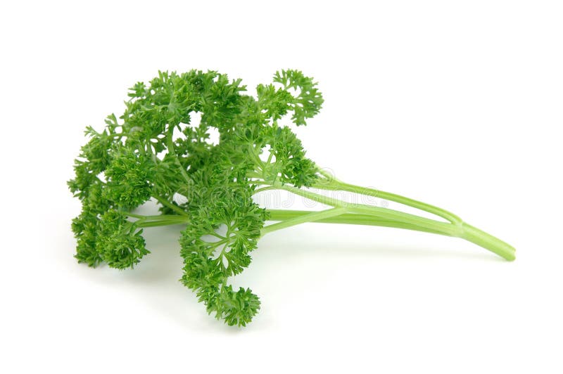 Fresh parsley stock image. Image of kitchen, isolated 2309155