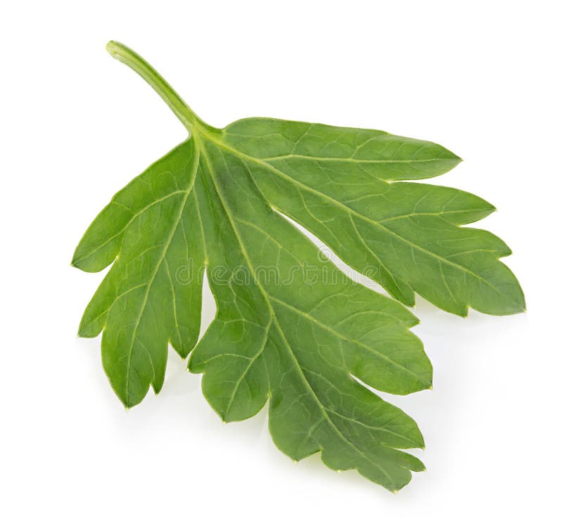 Fresh parsley close-up isolated on a white background. stock photo Fresh parsley close-up isolated on a white background. stock photo