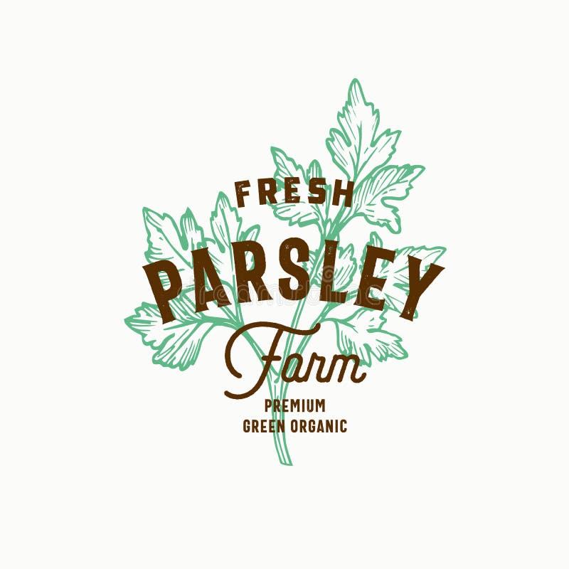 Fresh Parsley Farm Abstract Vector Sign, Symbol or Logo Template. Hand Drawn Green Parsley Branch with Premium Vintage
