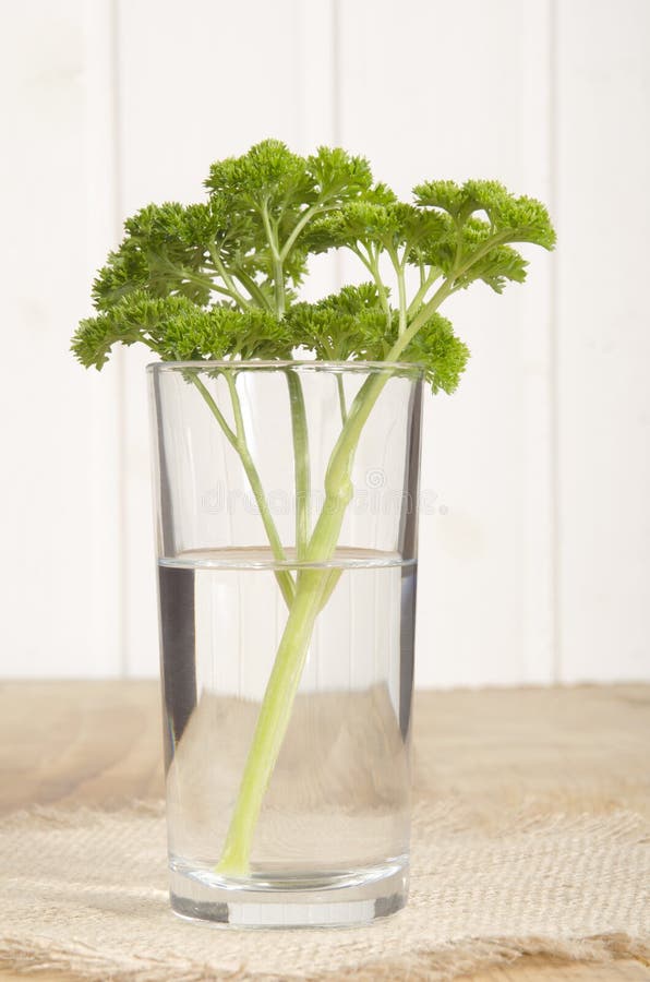 Fresh Parsley in a Glass of Water Stock Photo Image of water, herb