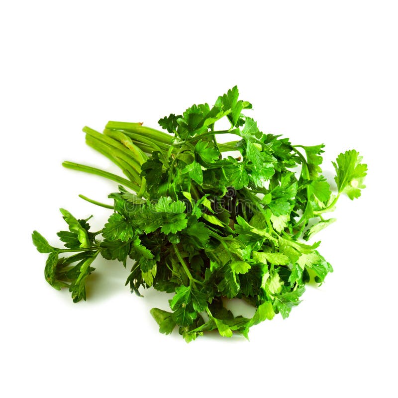 Fresh parsley herb stock photo. Image of flora, cilantro 27392516
