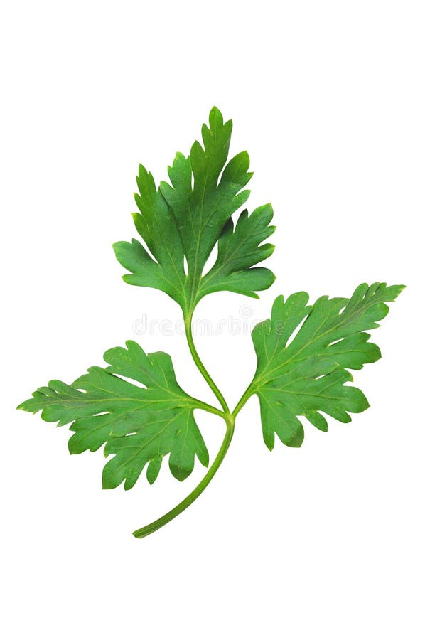 Fresh parsley leaf isolated