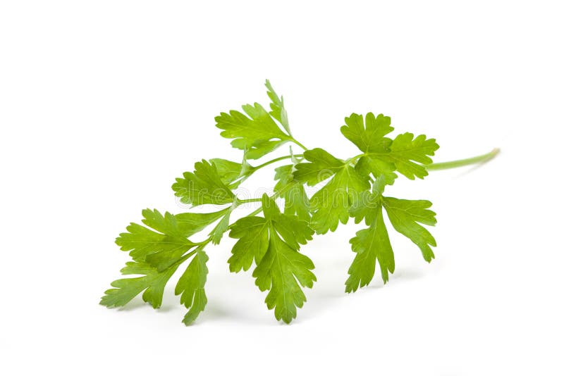 Fresh parsley leaf