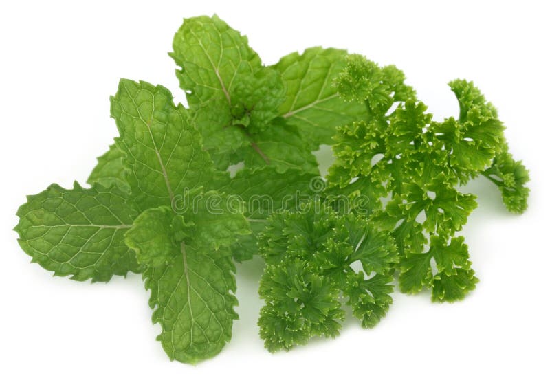 Fresh Parsley with Mint Leaves Stock Image Image of garnish